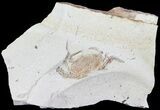 Fossil Pea Crab (Pinnixa) From California - Miocene #63732-1